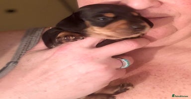 Miniature Dachshund dogs - Advert 15