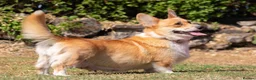 Welsh Corgi Pembroke dogs for sale: Beautiful Welsh Pembroke corgi female  - Advert 8