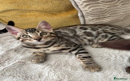 Bengal cats for sale: Bengal Kitten 1 - 🌟Pedigree bengal kittens🌟 - Image 2