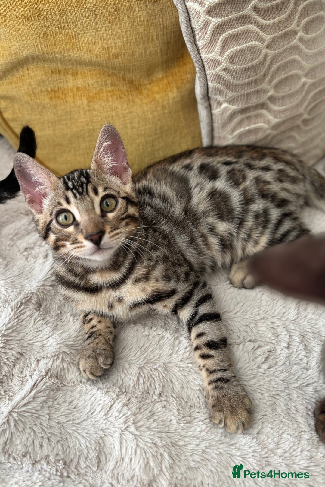 Bengal cats for sale: Bengal Kitten 1 - 🌟Pedigree bengal kittens🌟 - Image 2