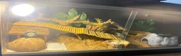 Leopard Gecko reptiles for sale: Albino Leopard Gecko in Penrith - Advert 3