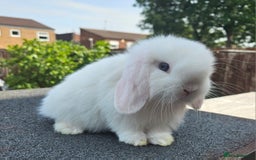 Mini Lop rabbits for sale: Baby boy mini lop rabbit - Image 1
