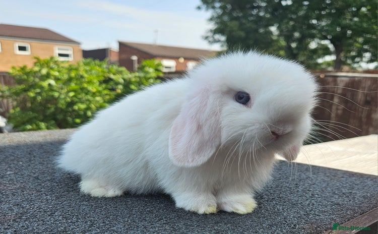 Mini Lop rabbits - Advert 2
