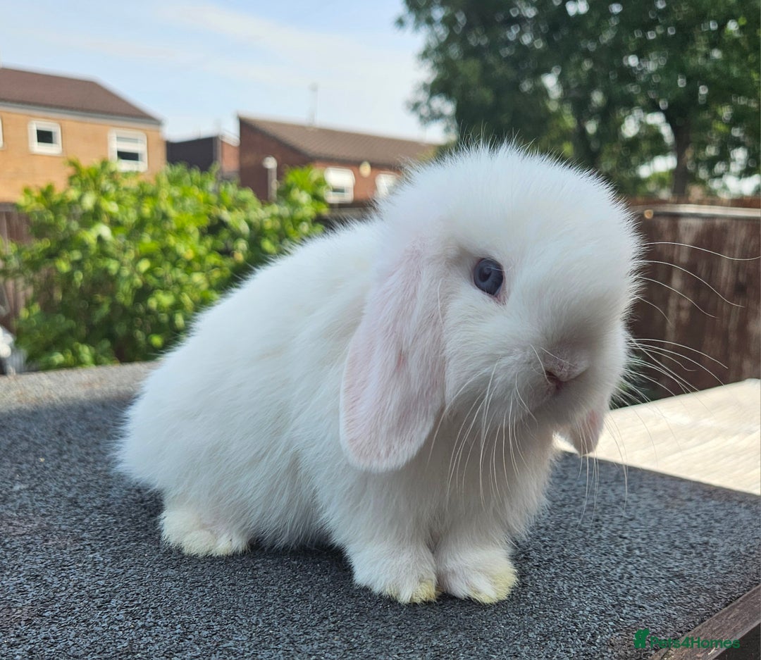 Mini Lop rabbits for sale: Baby boy mini lop rabbit - Image 1