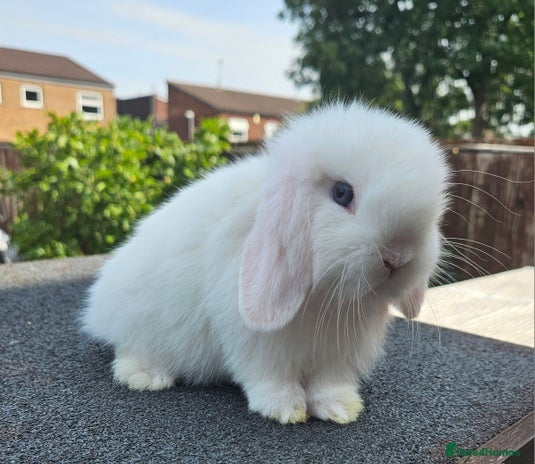 Mini Lop rabbits - Advert 2