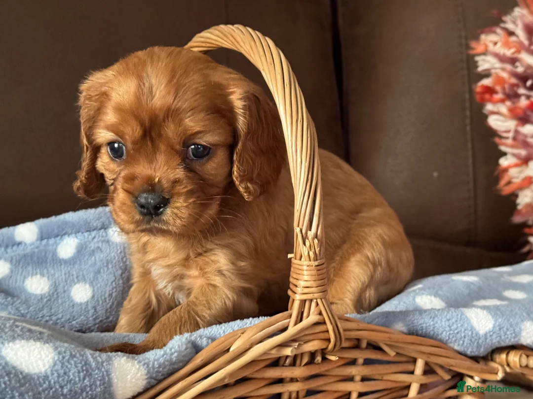 Cavalier King Charles Spaniel dogs for sale: Beautiful Cavalier King Charles Spaniel Puppies 🐶 - Advert 1