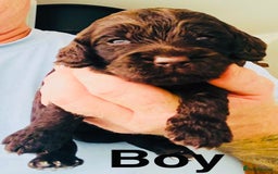 Cockapoo dogs for sale: DNA tested cockapoo puppies ready 27th October - Image 9
