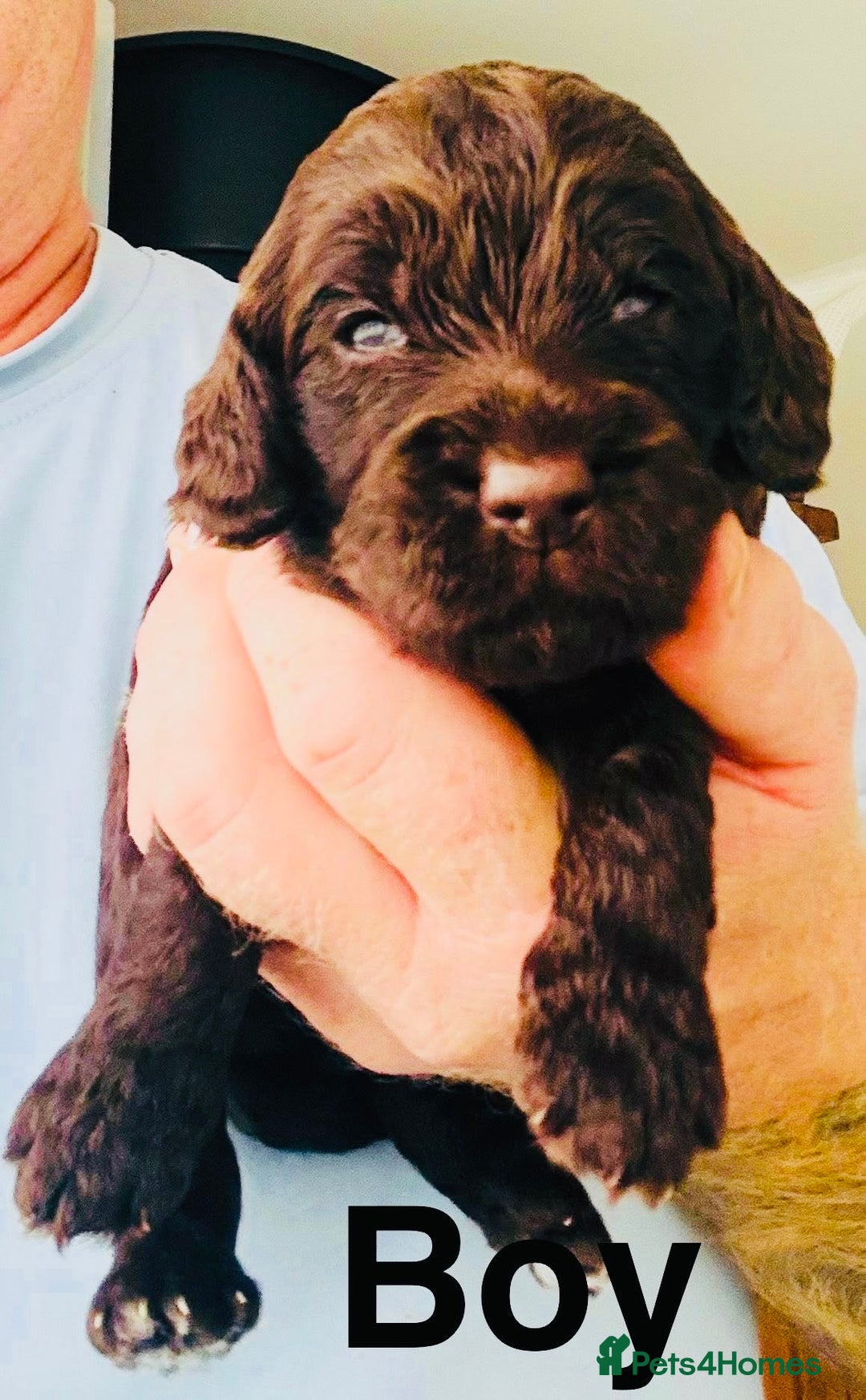 Cockapoo dogs for sale: DNA tested cockapoo puppies ready 27th October - Image 9