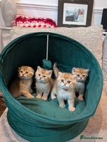 Scottish Fold cats - Advert 3