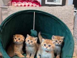 Scottish Fold cats - Advert 1