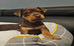 Jack Russell dogs for sale: Miniature jack Russell pups  - Image 1
