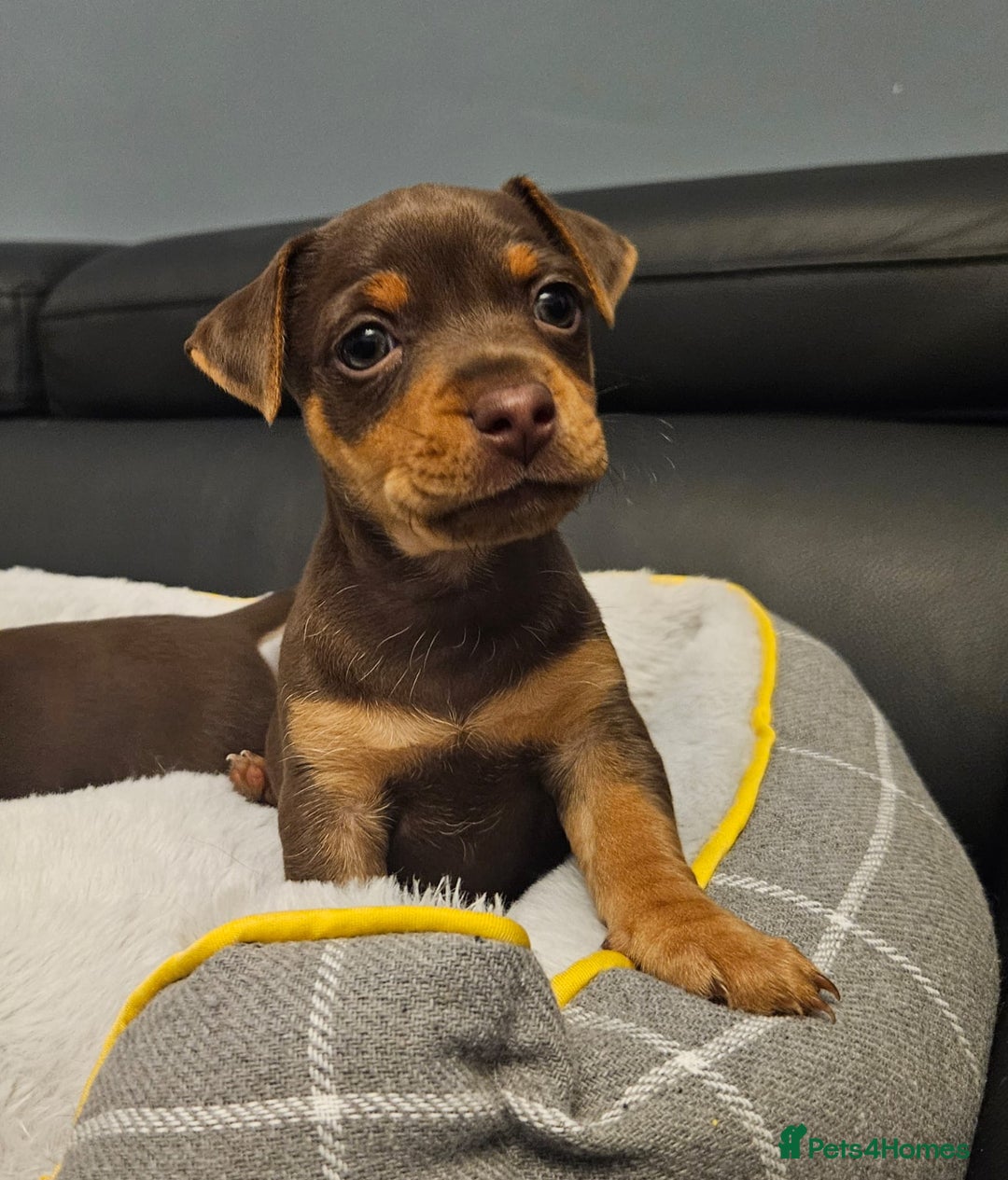 Jack Russell dogs for sale: Miniature jack Russell pups  - Image 1