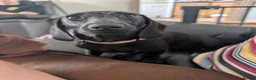 Miniature Dachshund dogs for sale: Female miniature dachshund  - Advert 2