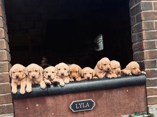 Labrador Retriever dogs - Advert 9