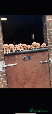 Labrador Retriever dogs - Advert 3