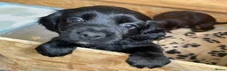 Cocker Spaniel dogs for sale: Cocker spaniel puppies  - Advert 4