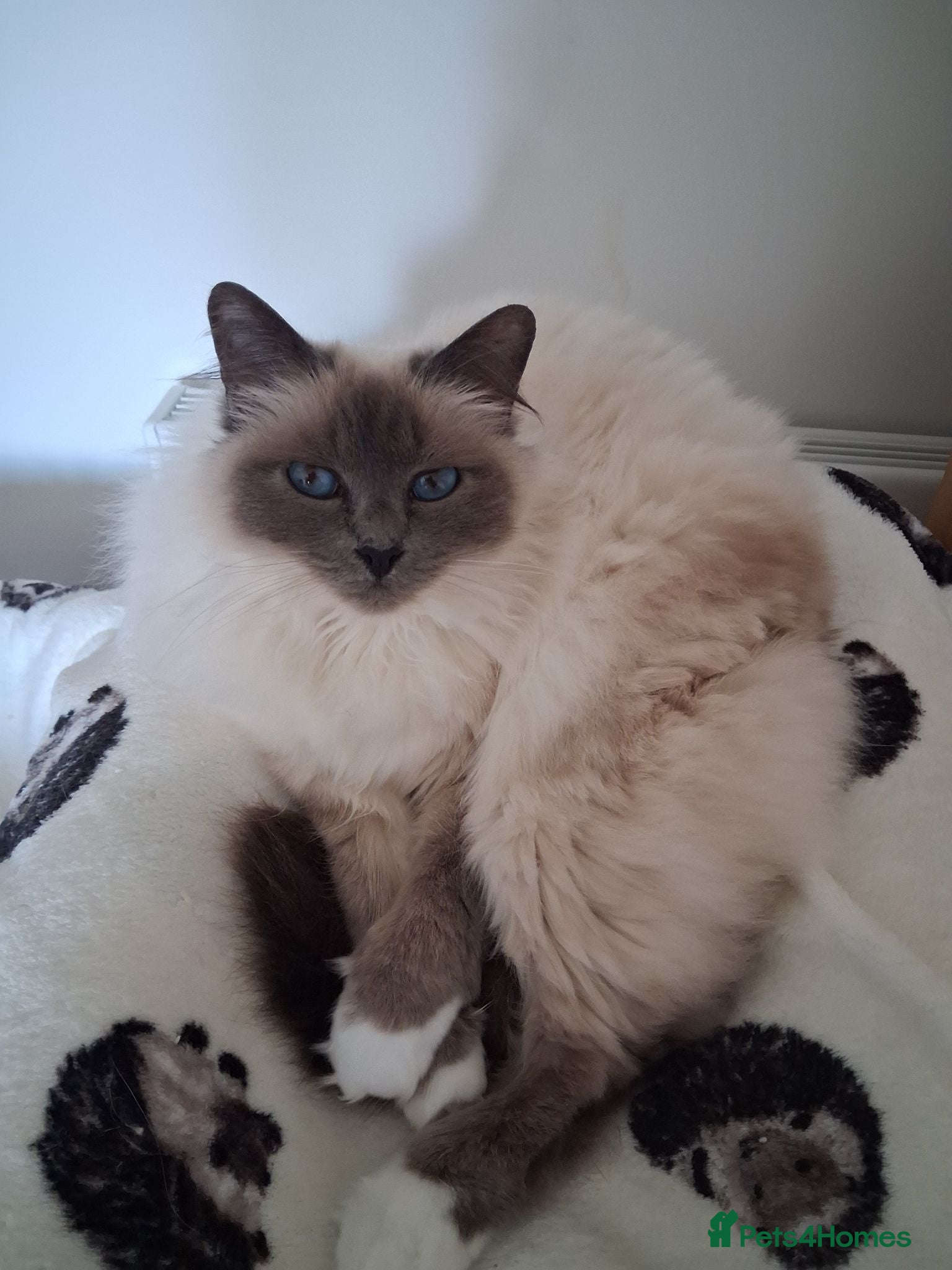 Birman cats Blue point speyed female birman age 6 - Advert 16