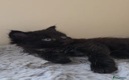Persian cats for sale: Ginger and black fluffy kittens - Image 10