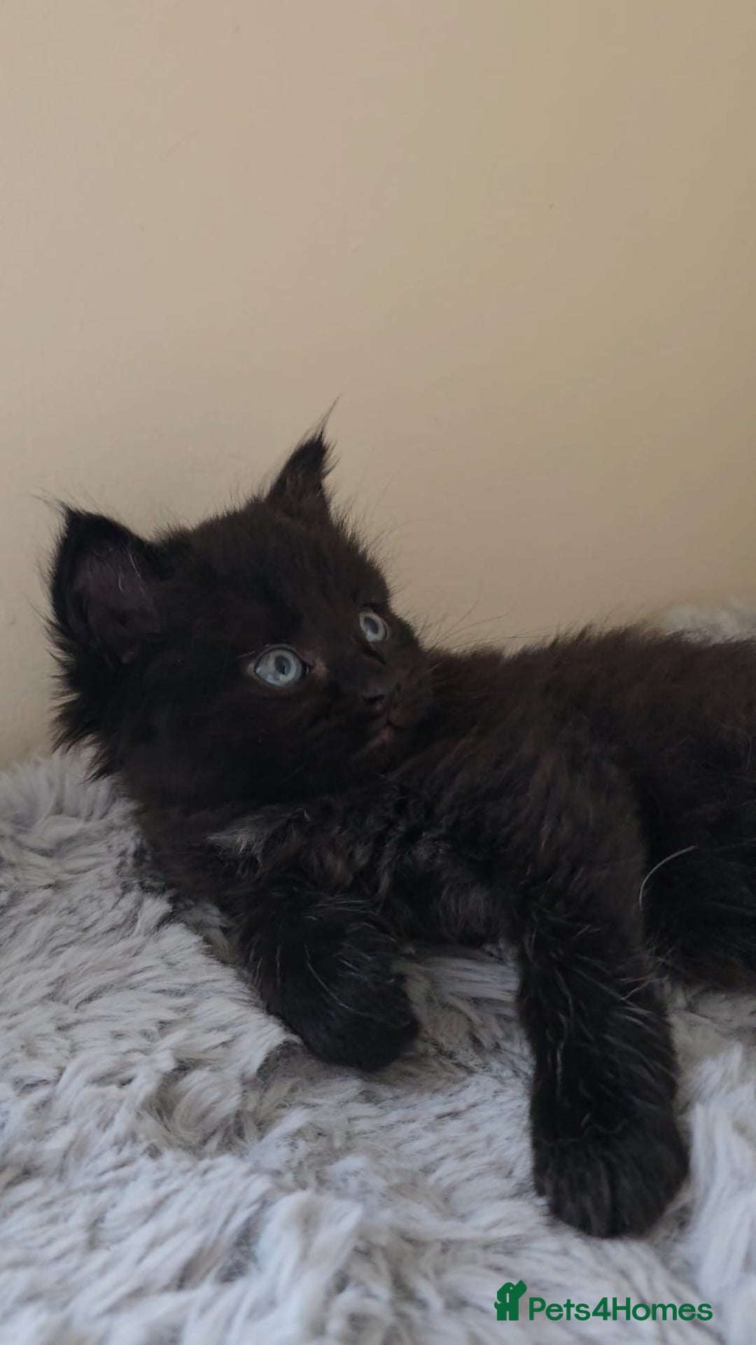 Persian cats for sale: Ginger and black fluffy kittens - Image 10