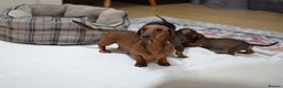 Miniature Dachshund dogs for sale: 🌟Gorgeous Miniature Dachshunds🌟 - Advert 40
