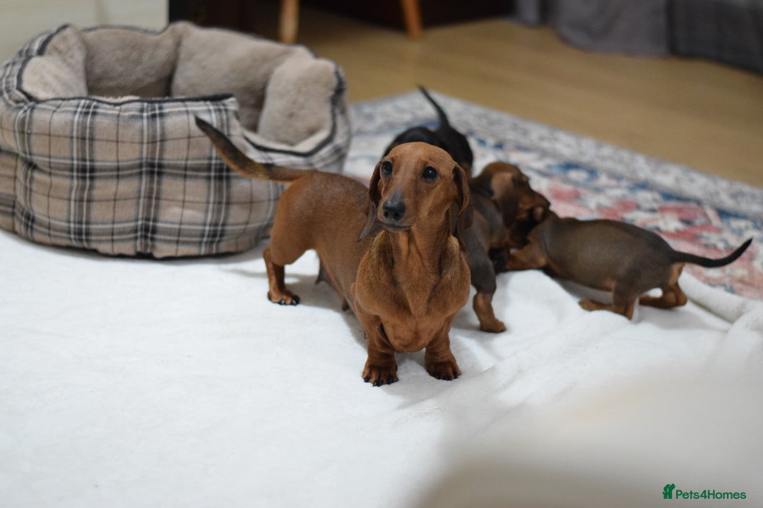 Miniature Dachshund dogs for sale: 🌟Gorgeous Miniature Dachshunds🌟 - Advert 40