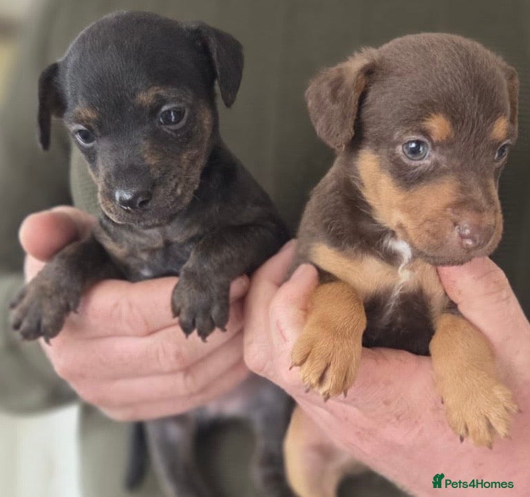 Mixed Breed dogs Beautiful Lakeland Terrier/Poodle Puppies - Advert 2