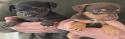 Mixed Breed dogs for sale: Stunning Lakeland Terrier/Poodle Puppies - Advert 9