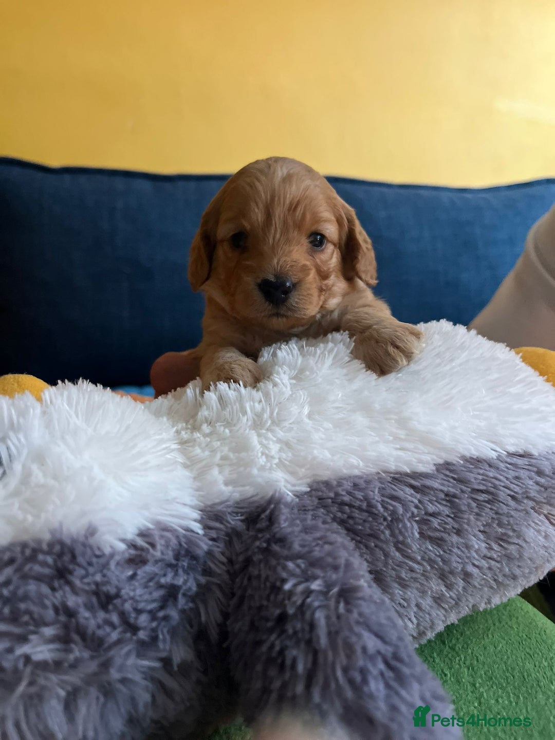 Cockapoo dogs for sale: Gorgeous F1b cockapoo puppies for sale - Image 8