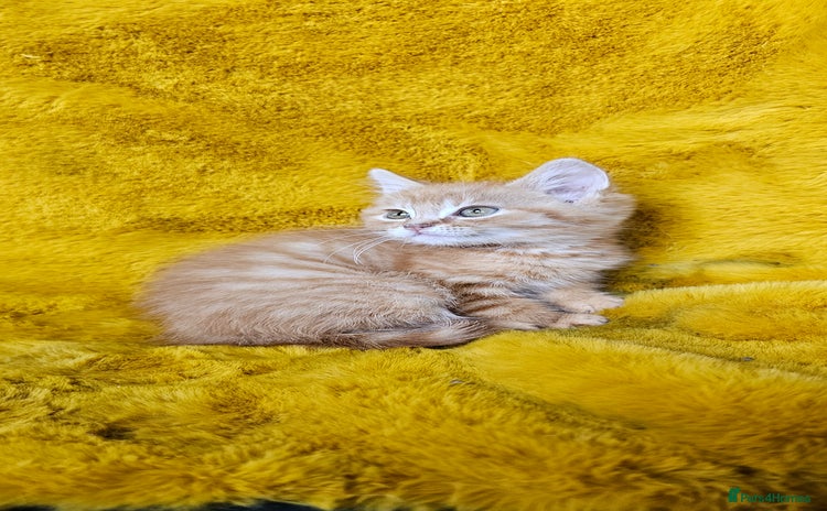 Maine Coon cats - Advert 2