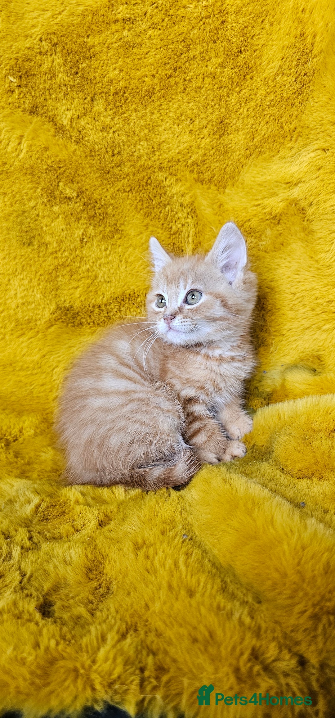Maine Coon cats for sale: Kittens ready now - Image 1