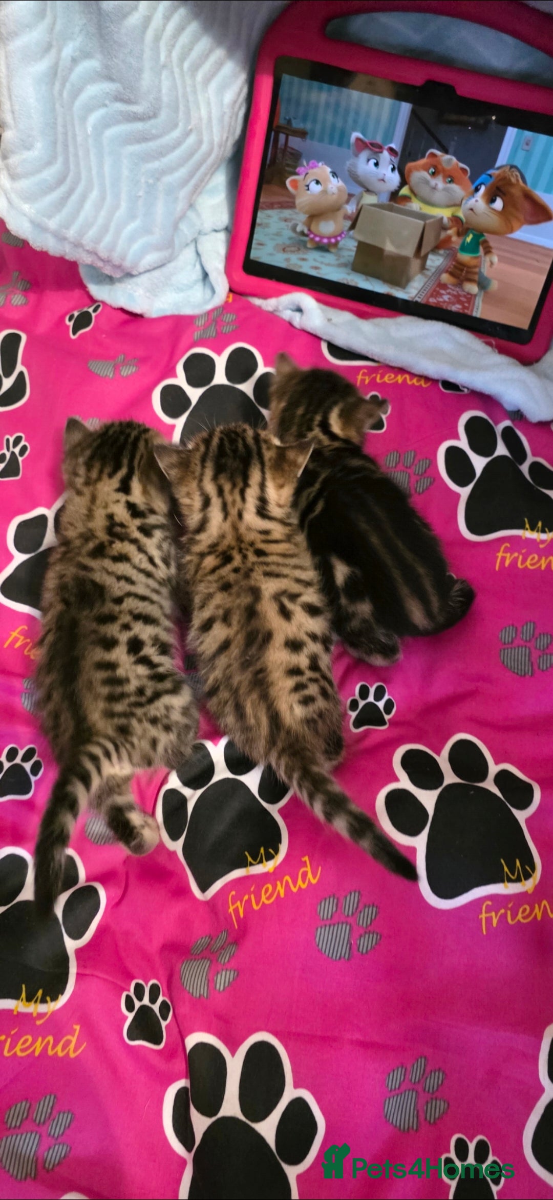 Bengal cats Exceptional 3 purebred Bengal kittens available 😻 - Advert 3
