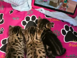 Bengal cats Exceptional 3 purebred Bengal kittens available 😻 - Advert 3