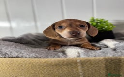 Miniature Dachshund dogs for sale: Beautiful Dachshunds puppies  - Image 10
