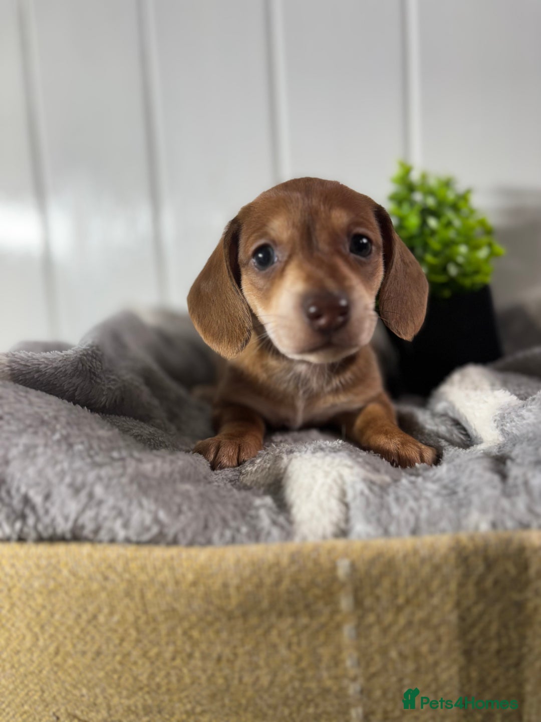 Miniature Dachshund dogs for sale: Beautiful Dachshunds puppies  - Image 10