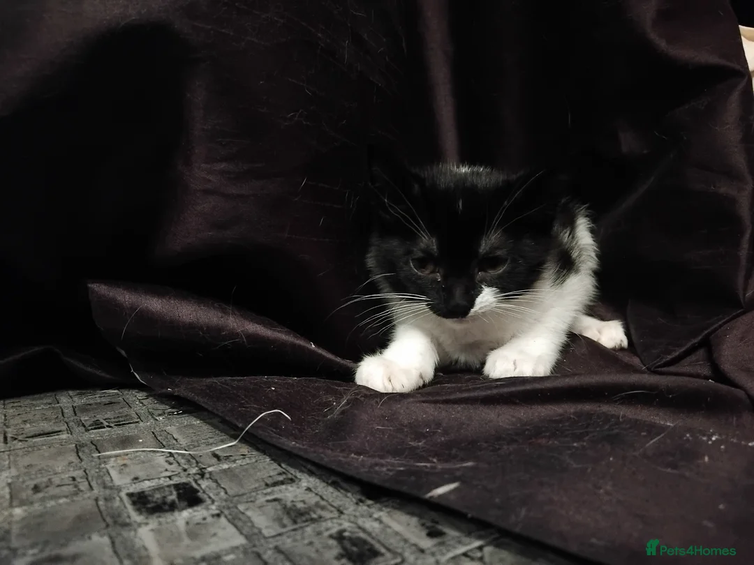 Domestic Shorthair cats for sale: Sweet little girl looking for a new home  - Advert 3