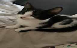 Mixed Breed cats for sale: 2 boys left!!need to leave asap!!! - Image 12