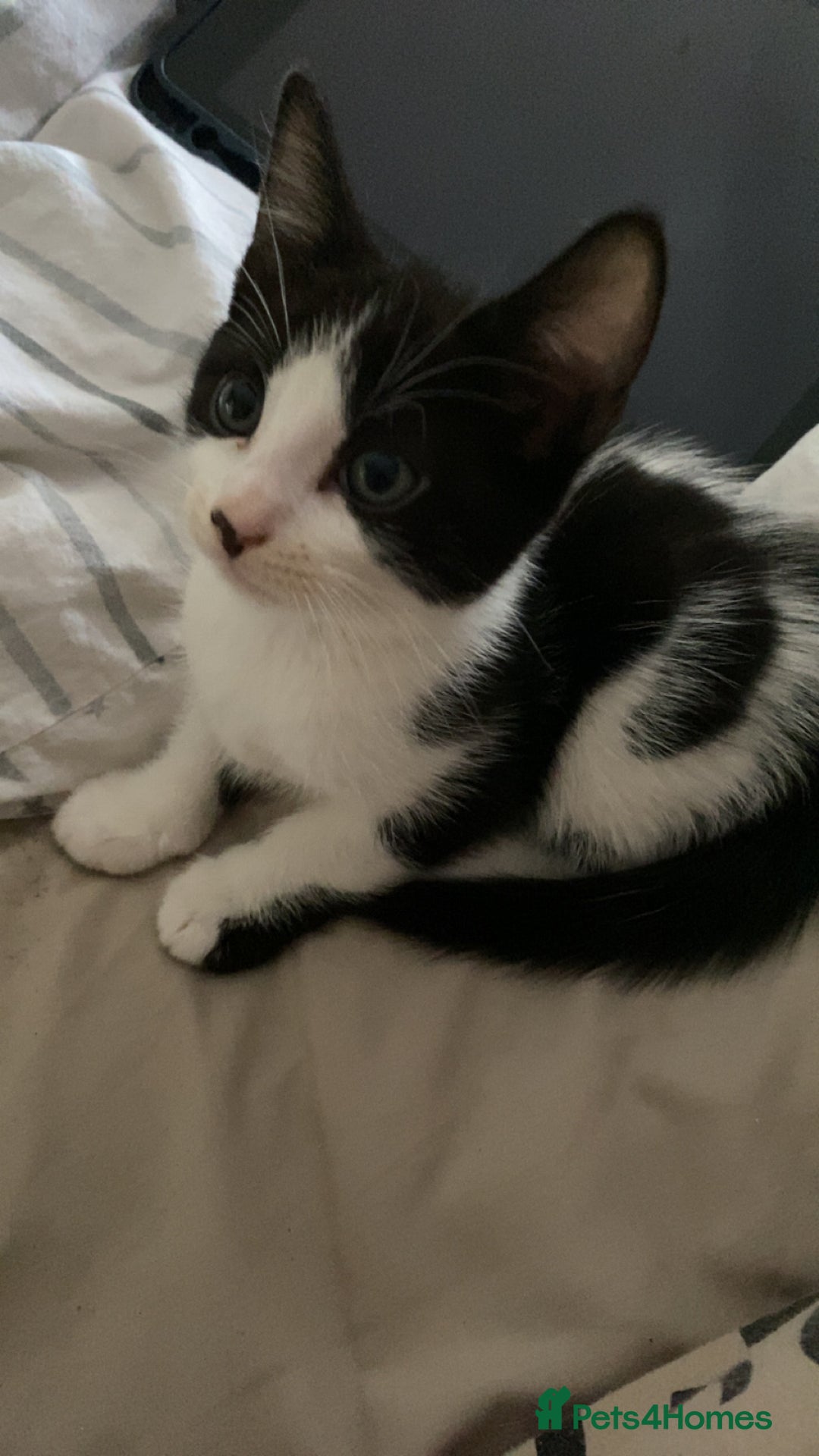 Mixed Breed cats for sale: 2 boys left!!need to leave asap!!! - Image 12
