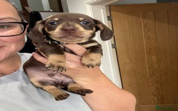 Miniature Dachshund dogs for sale: Miniature dachshund puppies  - Image 6