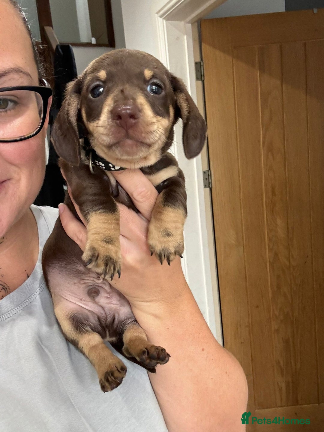 Miniature Dachshund dogs for sale: Miniature dachshund puppies  - Image 6