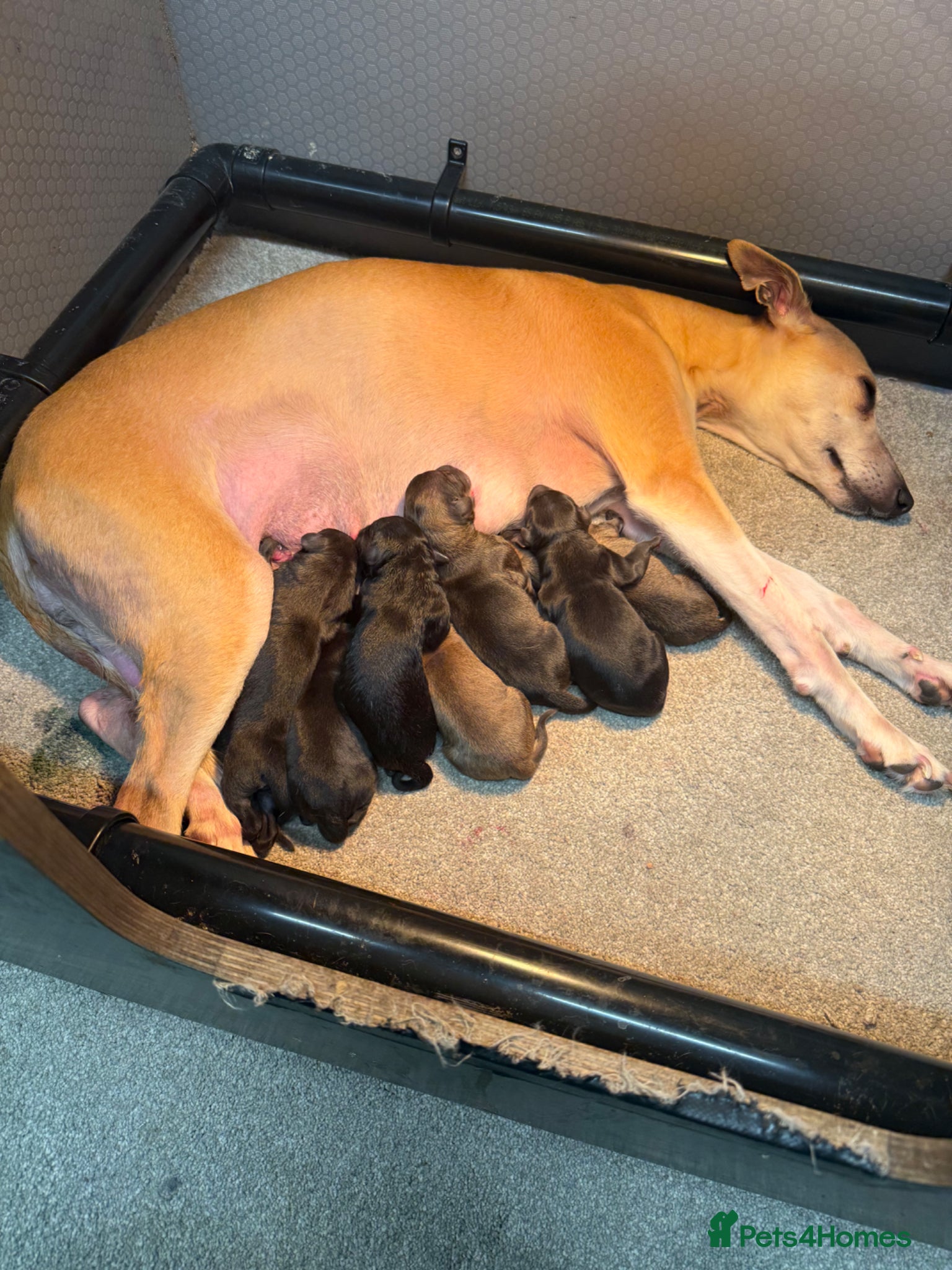 Mixed Breed dogs Bedlington Whippets - Advert 1