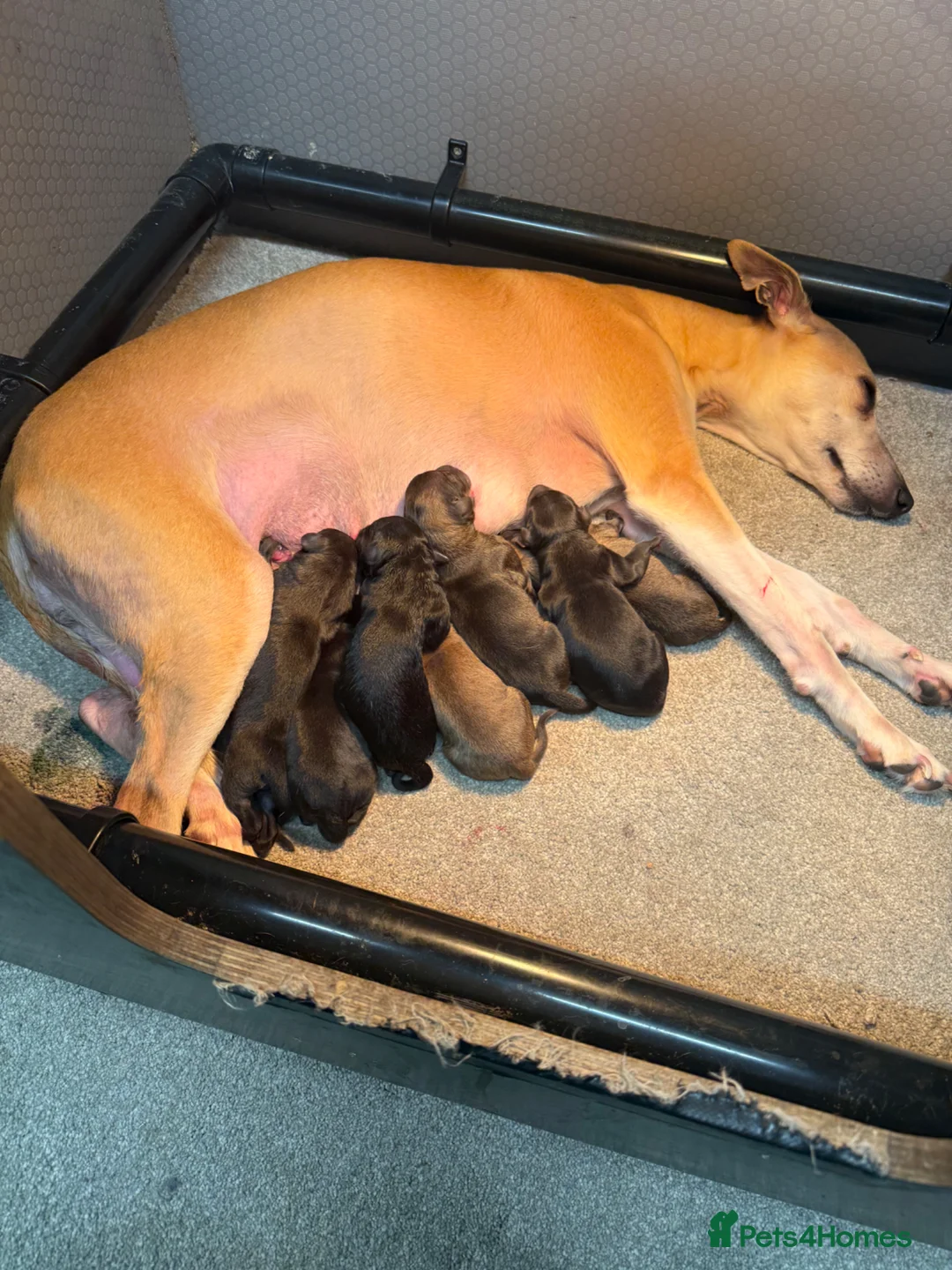 Mixed Breed dogs for sale: Bedlington Whippets - Advert 1
