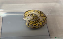 Python Snake reptiles for sale: Ball Pythons for sale (Adults & Babies) - Image 7
