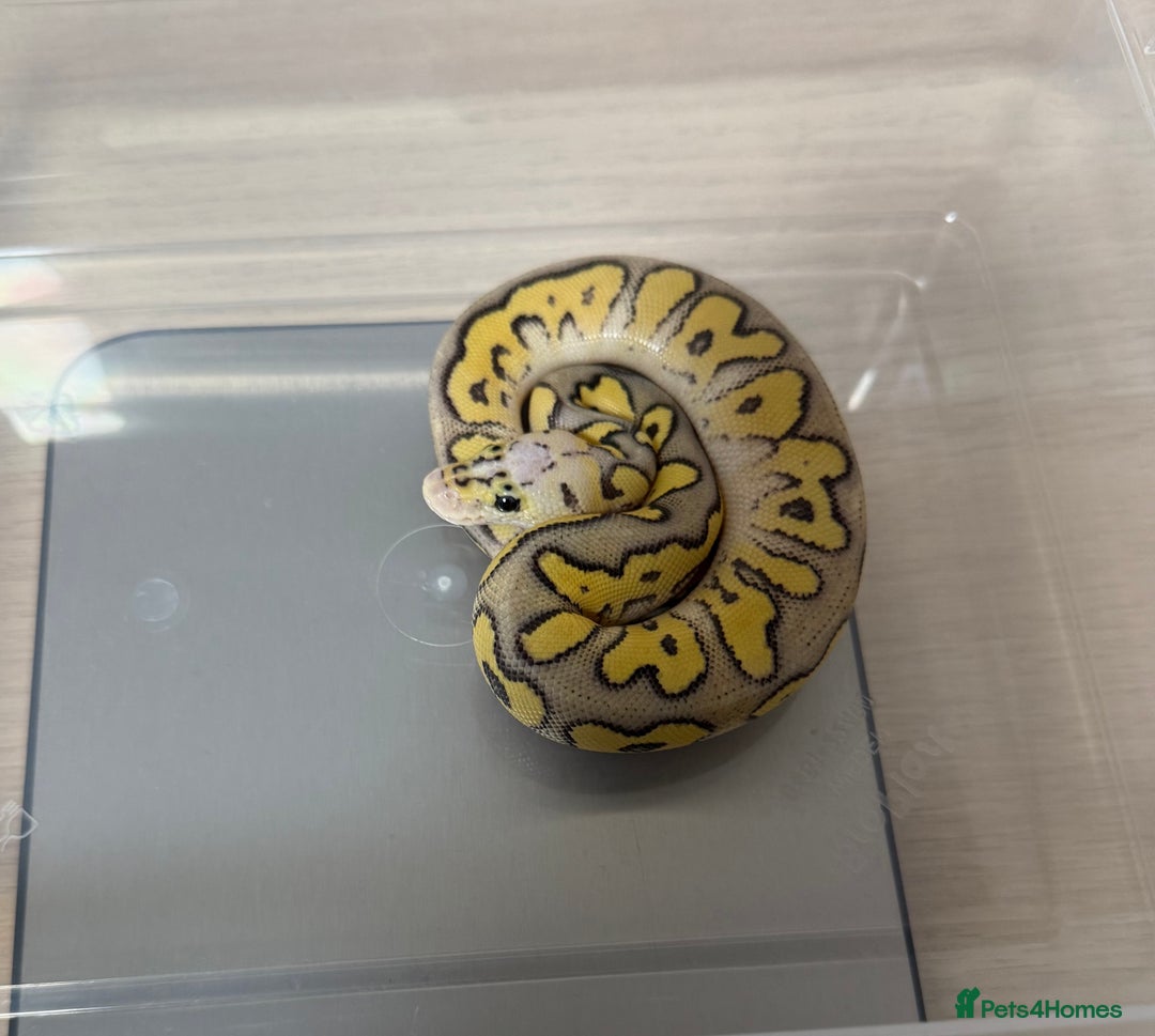 Python Snake reptiles for sale: Ball Pythons for sale (Adults & Babies) - Image 7
