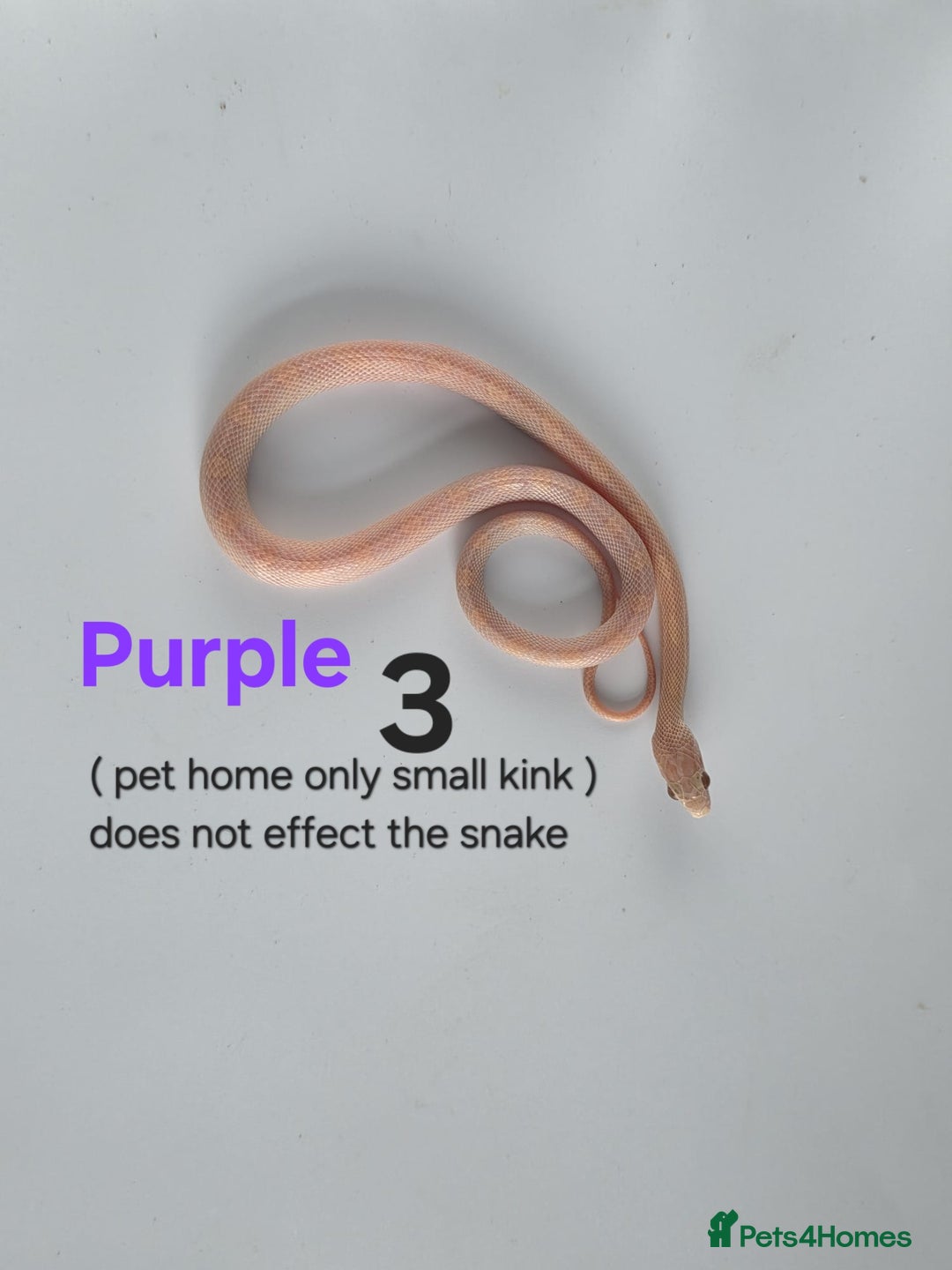 Corn Snake reptiles for sale: Baby Cornsnakes  - Advert 24