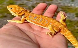 Bearded Dragon reptiles for sale: Stunning hypo bearded dragons - Image 4