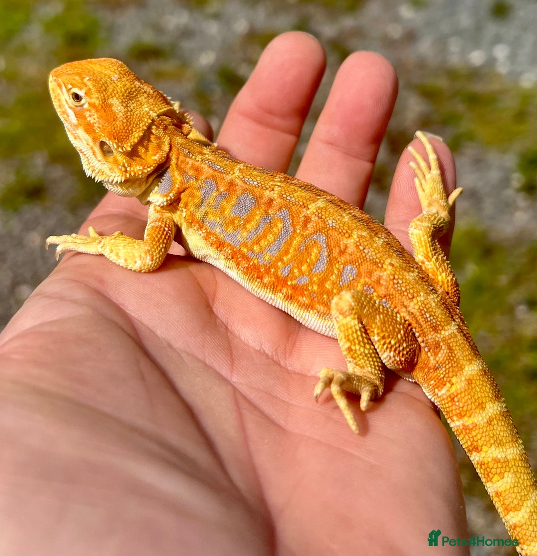 Bearded Dragon reptiles for sale: Stunning hypo bearded dragons - Image 4