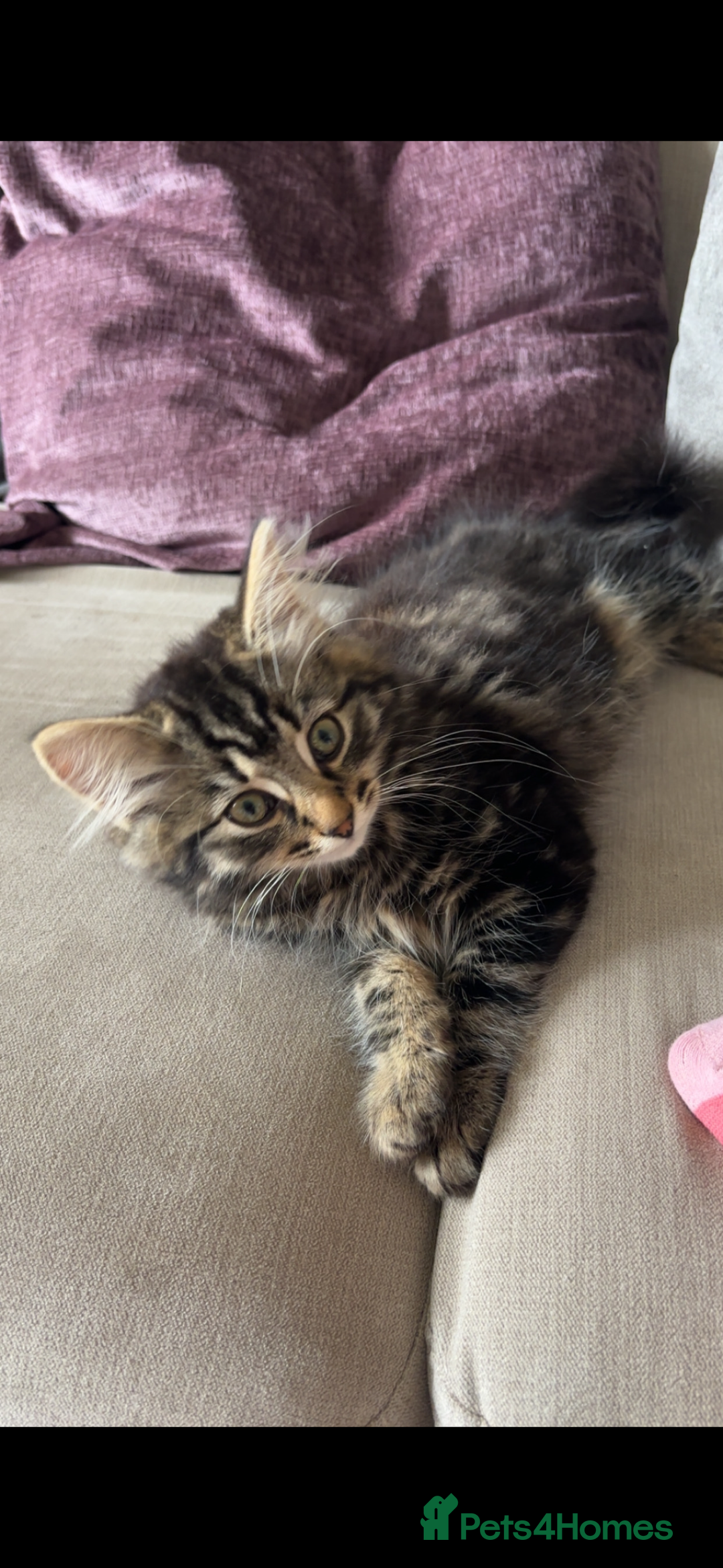 British Longhair cats for sale: Kittens for sale  - Image 4