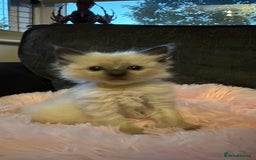 Ragdoll cats for sale: Loving Ragdoll Kittens  - Image 20