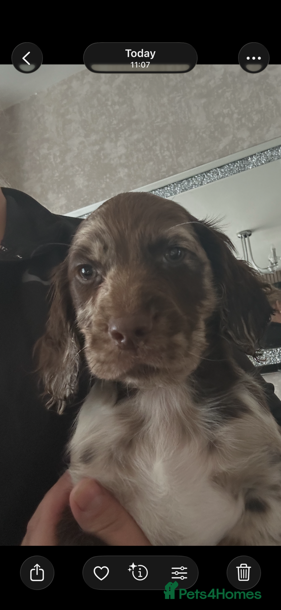 Cocker Spaniel dogs Cocker spaniel puppies - Advert 15