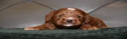 Cockapoo dogs for sale: F1 Toy Cockapoo Puppies Fully Health Tested - Advert 9